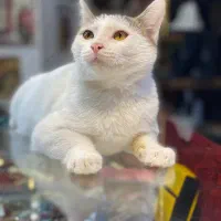 واگذاری رایگان گربه دی اس اچ|گربه|تهران, جوادیه|دیوار