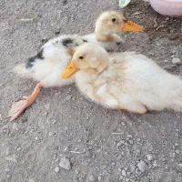 جوجه اردک