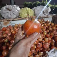 گل انار بهشهر رو درخت حراج