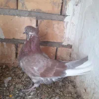 کفتر