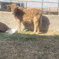 گوساله ماده