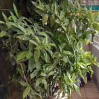 درختچه دومتری و همیشه سبز و زیبای قهوه