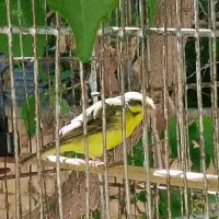 سهره یاسمین جفت کارداده