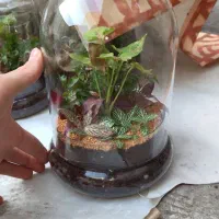 تراریوم مناسب روز مادر