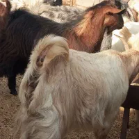 بز  کهره پازن   در جم|حیوانات مزرعه|جم, |دیوار