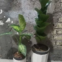 گلدان و گل ارزان|گل و گیاه طبیعی|لالی, |دیوار