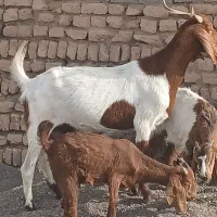 بزچاوش|حیوانات مزرعه|مشهد, اروند|دیوار