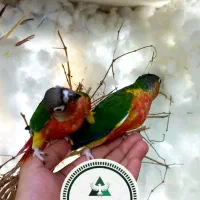 جوجه گرینچیک یلوساید سوپر رد