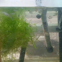 ماهی گوپی و لوازم آکواریم وقلم پتوس واستخوان