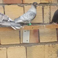 کبوتر نقره ای نر