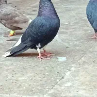 کبوتر