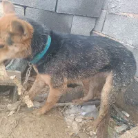 سگ دورگه روباه ، ژرمن رایگان