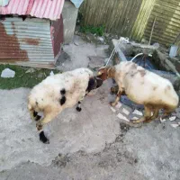 دو راس گوسفند ماده سرحال درشت