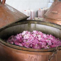 گلاب دوآتشه قمصر