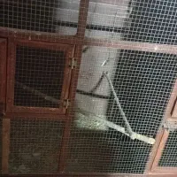 قفس پرنده و سگ