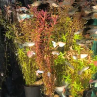 ماهی گلو فیش و انواع ماهی ولوازم|ماهی|شاهینشهر, فردوسی|دیوار