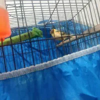 قناری|پرنده|ایذه, |دیوار