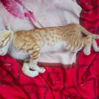 گربه گم شده محدوده کلرود
