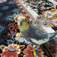 پرنده طوطی عروس