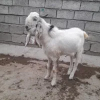 بزپاکستانی
