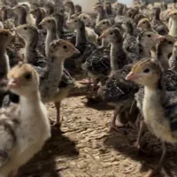 بوقلمون بوربون برنز|حیوانات مزرعه|مرودشت, بیست متری بیمارستان|دیوار