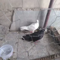 600000|پرنده|دره شهر, |دیوار