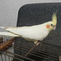 عروس هلندی.