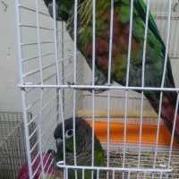 طوطی گرینچک