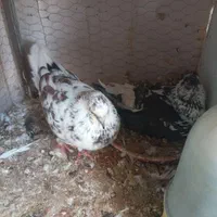 نراماده قاردم سفید|پرنده|اصفهان, رسالت|دیوار