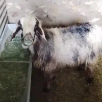 میش سرحال داشتی، گوسفند