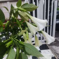 گل لیلیوم شیپوری سفید