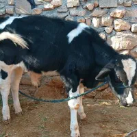 فروش یک راش گوساله اصلاح شده نر