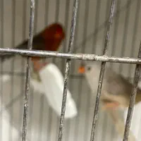 جفت فول اورنج روی تخم