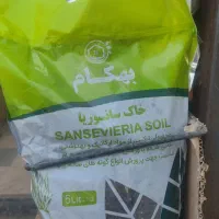 خاک مخصوص ارکیده سانسوریابنفشه آفریقایی|گل و گیاه طبیعی|تهران, افسریه جنوبی|دیوار