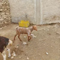 نری چاق|حیوانات مزرعه|قشم, |دیوار