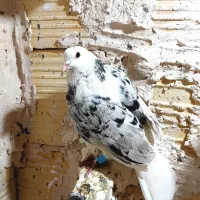 کفتر‌پرشی|پرنده|مشهد, امیرآباد|دیوار