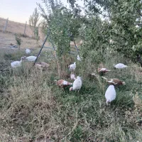 بوقلمون وغاز