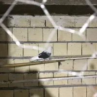 سبز کاکلی نر پشدار نر