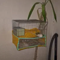 مرغ عشق جفت رنگ خاص لوتینو|پرنده|فردیس, فردیس|دیوار