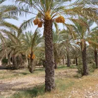 نخل|خدمات باغبانی و درختکاری|اصفهان, سنبلستان|دیوار