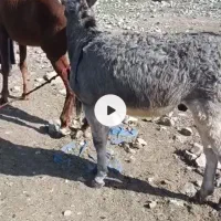 خررمه