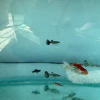 فروش ماهی زینتی|ماهی|مرودشت, بیست متری بیمارستان|دیوار