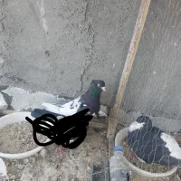 سینه سیاه چشم نوک سفید