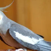عروس هلندی گمشده