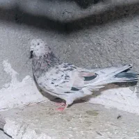 چارتا غریبگیر تهران