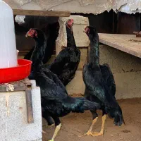 جوجه خروس و مرغ|حیوانات مزرعه|تبریز, |دیوار