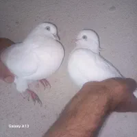 دوتا کبوتر سفید چشم وچنگ سفید