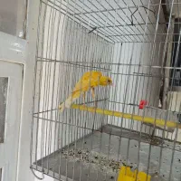 قناری سوخته نر ،جیبرنر،موزاییکی چهارگل دو جفت|پرنده|خرم‌آباد, |دیوار