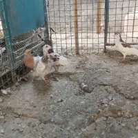 جوجه کفتر