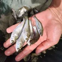 کپور امور اصلاح نژاد شده تاتار